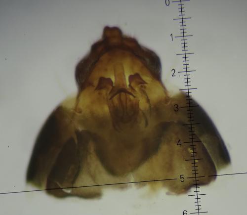 Apatania sp.